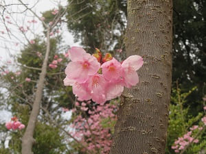 陽光桜のアップ