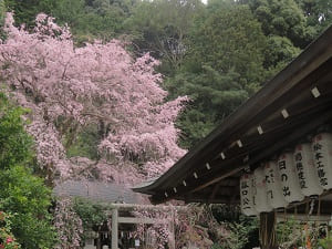 拝殿の屋根と枝垂れ桜