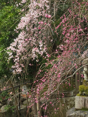 枝垂れ桜と枝垂れ梅の枝先