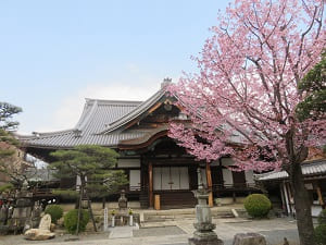 御影堂と蜂須賀桜