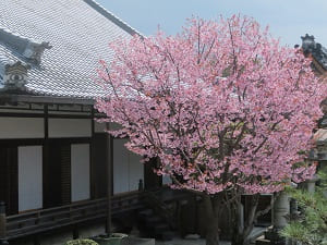 御影堂から見下ろす蜂須賀桜