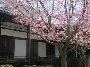 見上げる蜂須賀桜