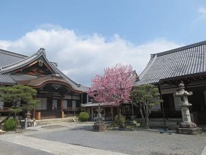 御影堂と蜂須賀桜と大方丈