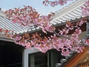 蜂須賀桜の枝先