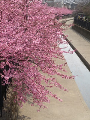 水路脇の河津桜