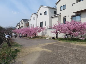 住宅と河津桜