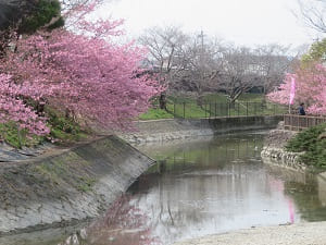 水路の流れと河津桜