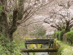 疏水の流れと咲き始めの桜