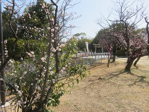 和気神社の梅