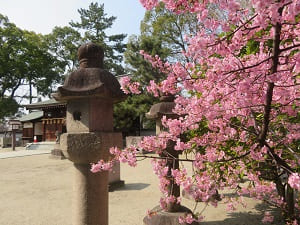 灯籠と河津桜