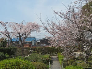 本堂から見る境内の桜