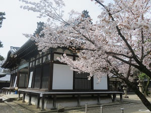 割拝殿と山桜