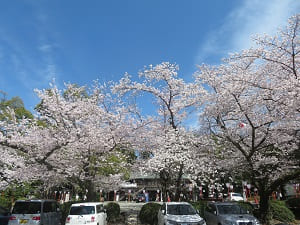山上駐車場の桜