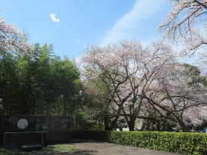 エジソン記念碑と桜