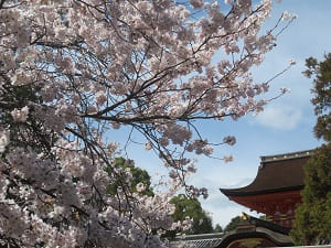 本殿の屋根と桜