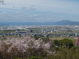 展望台から見下ろす桜