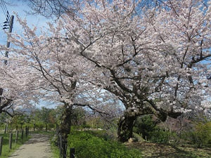ケーブル乗り場付近の桜