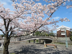 安居橋と桜