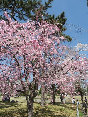 入り口付近の八重紅枝垂れ桜