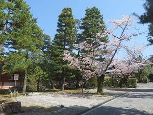 南東の桜
