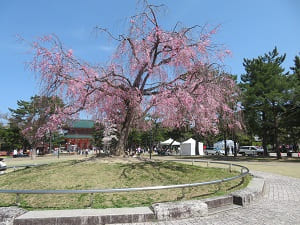 中央にある八重紅枝垂れ桜