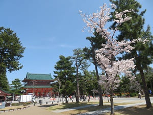 応天門と桜