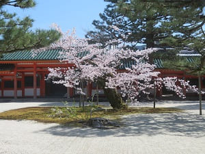 神楽殿付近の桜