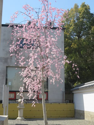 総門付近の八重紅枝垂れ桜