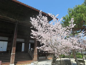 御影堂と桜