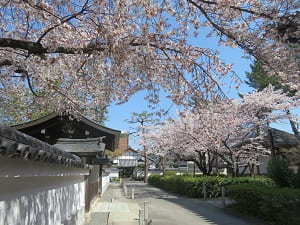 山桜とソメイヨシノ