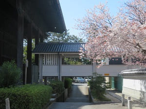 渡り廊下と山桜