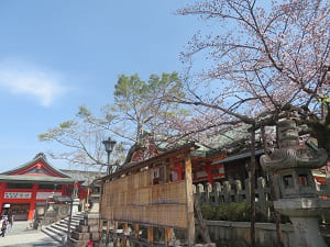 神楽殿付近の桜