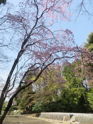 神田の枝垂れ桜
