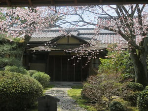 松の下屋の山桜
