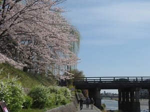 三条大橋と桜