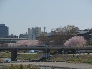 荒神橋と桜