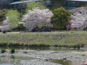 鴨川の流れと満開の桜
