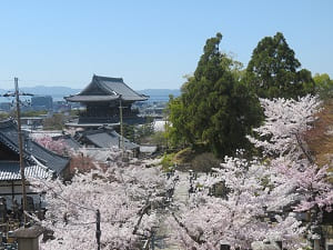 見下ろす桜と山門