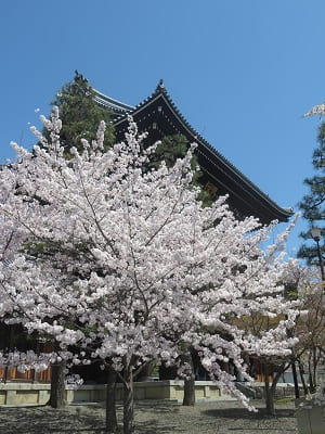 山門と満開の桜