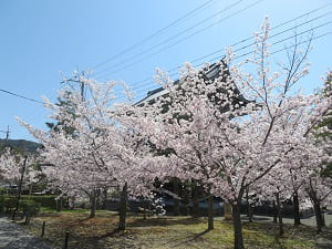 山門付近の満開の桜