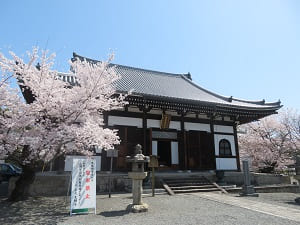 阿弥陀堂と桜