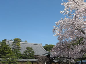 屋根と青空と桜