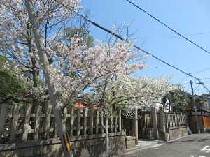 入り口の桜