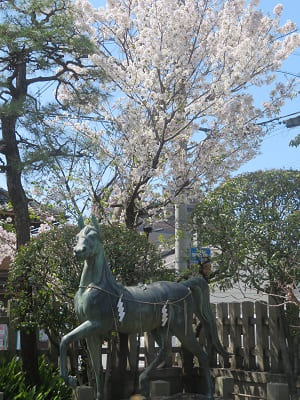 神馬と桜