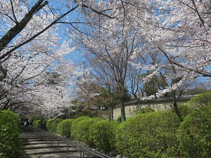 見上げる参道の桜