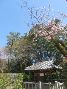 散る山桜と神井戸