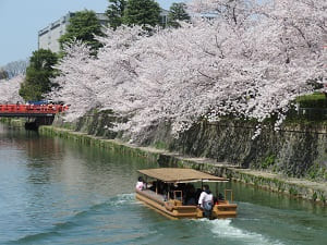 十石舟と満開の桜