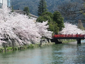 橋と満開の桜