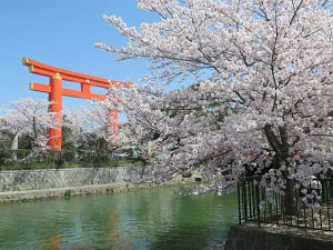 大鳥居と桜