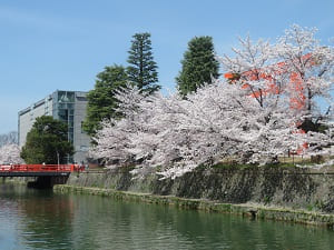 岡崎疏水と満開の桜